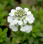  Schleifenblume Snowflake - Iberis Sempervirens