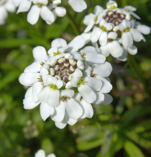  Schleifenblume Fischbeck - Iberis Sempervirens