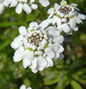  Schleifenblume Fischbeck - Iberis Sempervirens