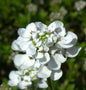  Schleifenblume Zwergschneeflocke - Iberis Sempervirens
