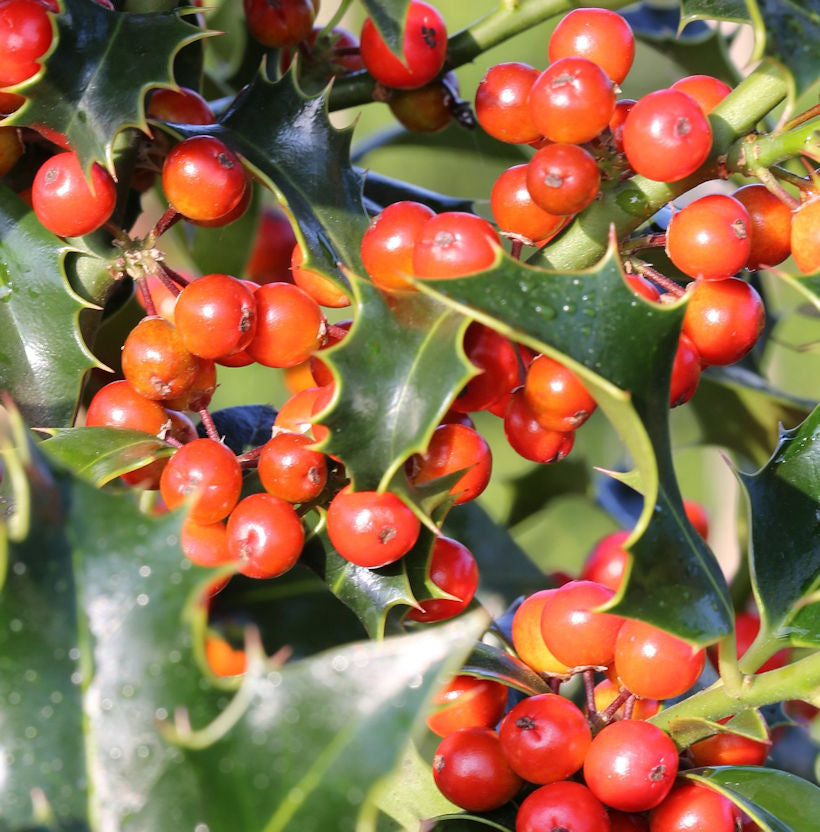  Dornige Stechpalme Ilex 125-150cm - Ilex Aquifolium
