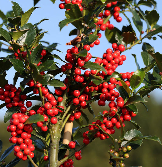  Stechpalme Ilex Blue Maid 30-40cm - Ilex Meserveae