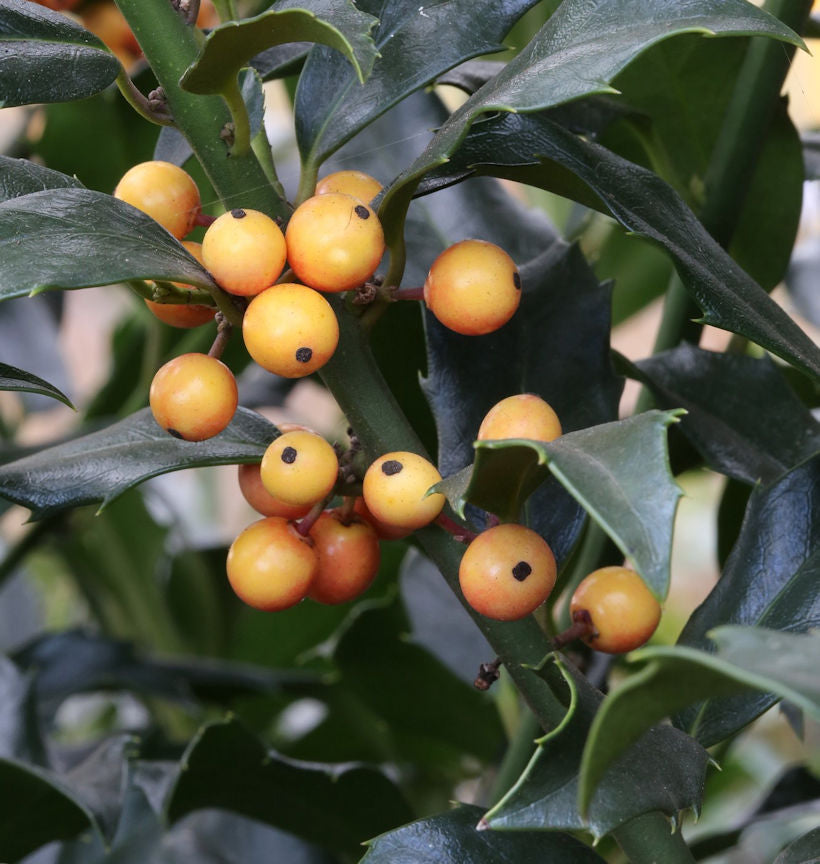  Amerikanischer Ilex Golden Girl 80-100cm - Ilex Meserveae