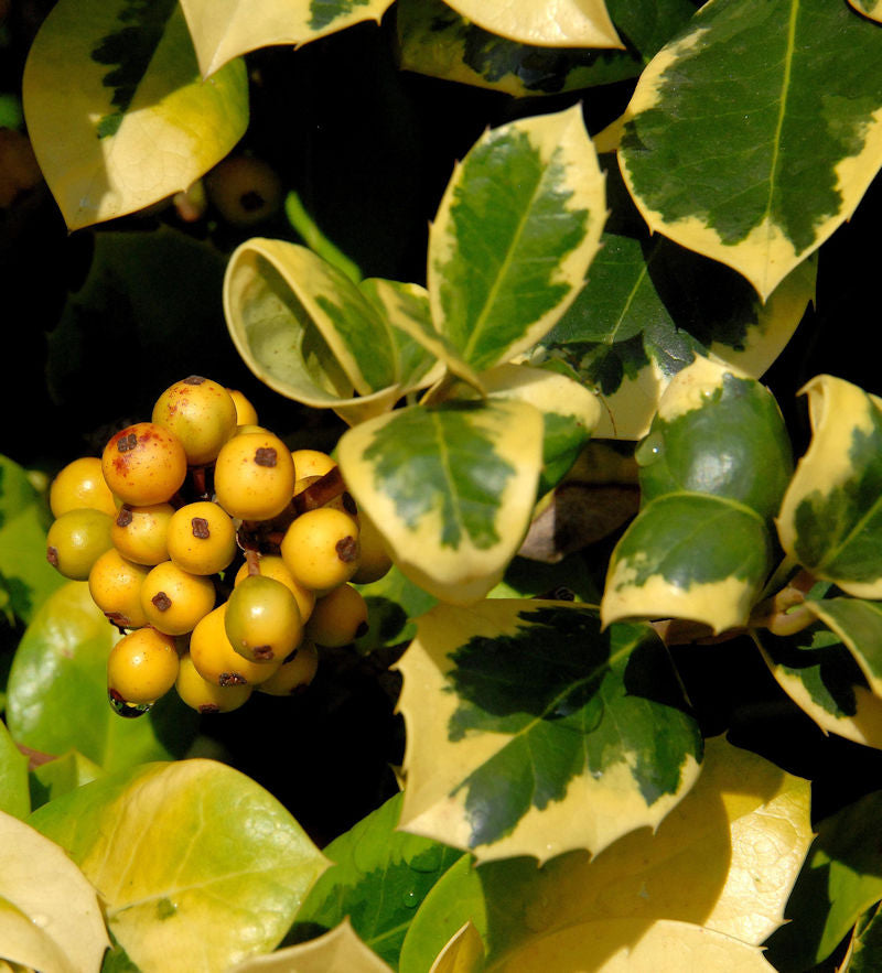  Hochstamm Gelbbunte Stechpalme Ilex Golden Van Tol 80-100cm