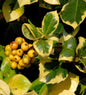  Hochstamm Gelbbunte Stechpalme Ilex Golden Van Tol 80-100cm