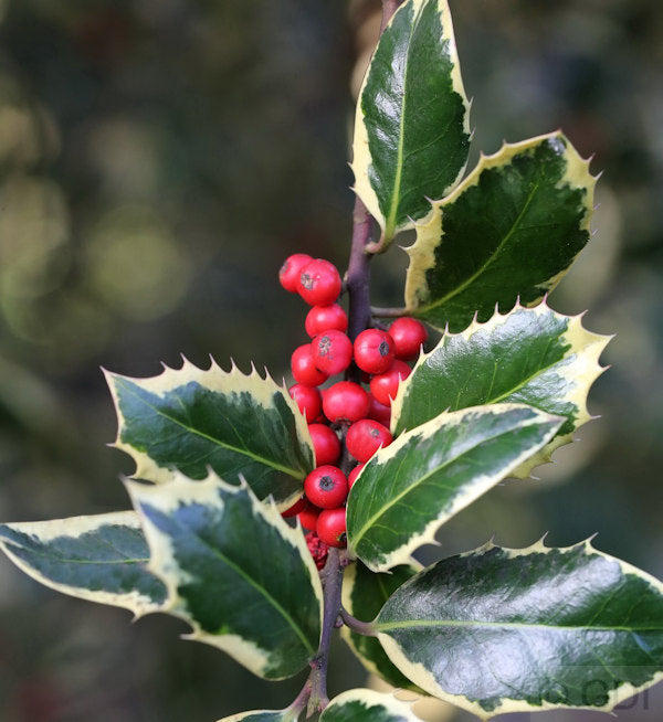  Weißbunte Stechpalme Ilex Argentea Marginata 40-60cm - Ilex Aquifolium