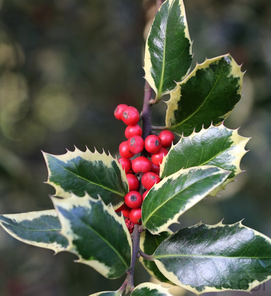  Weißbunte Stechpalme Ilex Argentea Marginata 40-60cm - Ilex Aquifolium