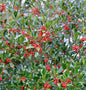  Hochstamm Stechpalme Nellie R Stevens 100-125cm - Ilex Aquifolium