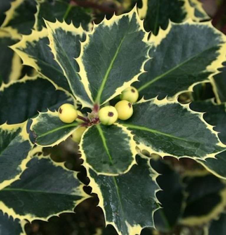  Gelbbunte Stechpalme Aurea 30-40cm - Ilex Aquifolium