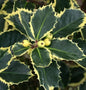  Gelbbunte Stechpalme Aurea 30-40cm - Ilex Aquifolium