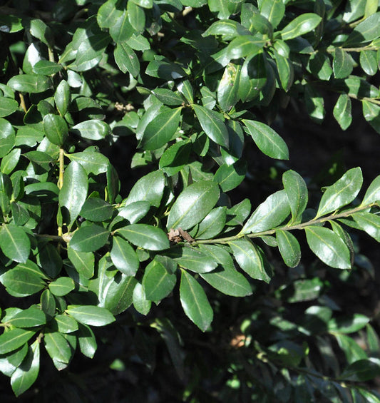  Japanischer Stechpalme Caroline Upright 100-125cm - Ilex Crenata