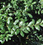  Japanischer Stechpalme Caroline Upright 100-125cm - Ilex Crenata