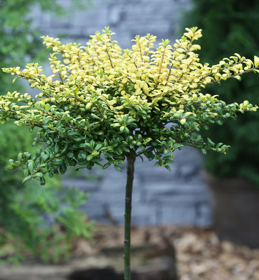  Hochstamm Löffel Lilex Convexed Gold 40-60cm - Ilex Crenata