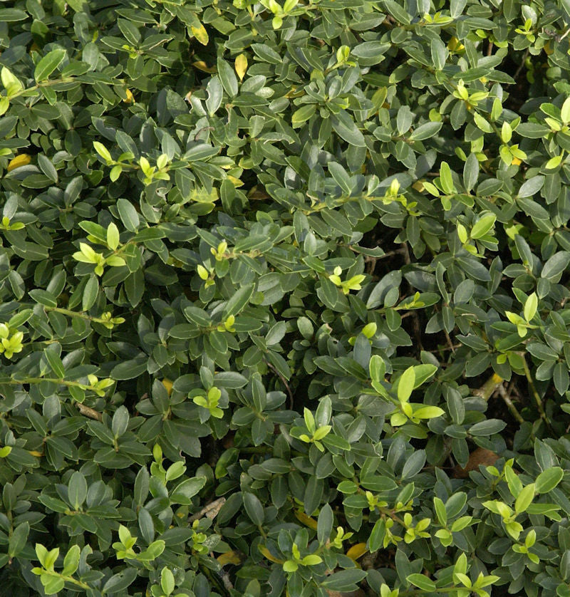  Kegelschnitt Löffel Ilex Dark Green 50-60cm - Ilex Crenata