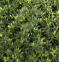  Kegelschnitt Löffel Ilex Dark Green 50-60cm - Ilex Crenata
