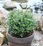  Kugelschnitt Löffel Ilex Dark Green 45-50cm - Ilex Crenata