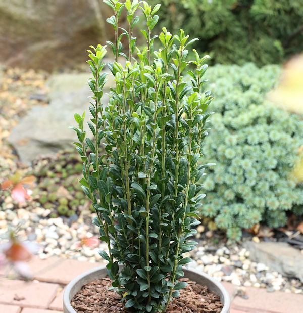  Säulen Bergilex Stechpalme 25-30cm - Ilex Crenata