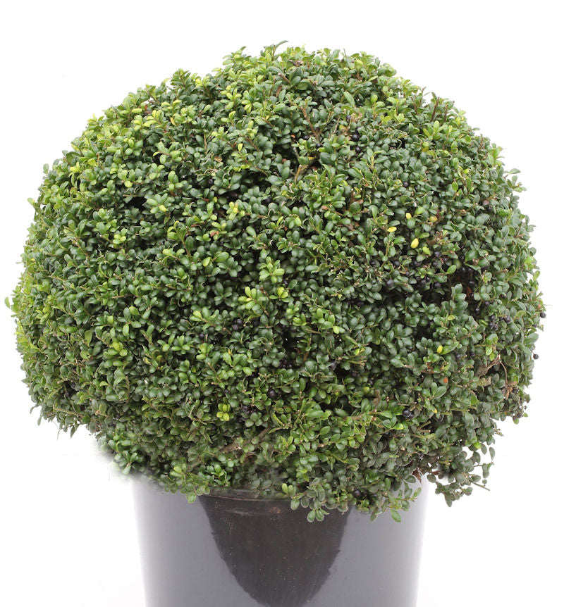  Kugelschnitt Japanische Stechpalme Ilex Glori Gem 20-25cm - Ilex Crenata