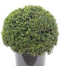  Kugelschnitt Japanische Stechpalme Ilex Glori Gem 20-25cm - Ilex Crenata