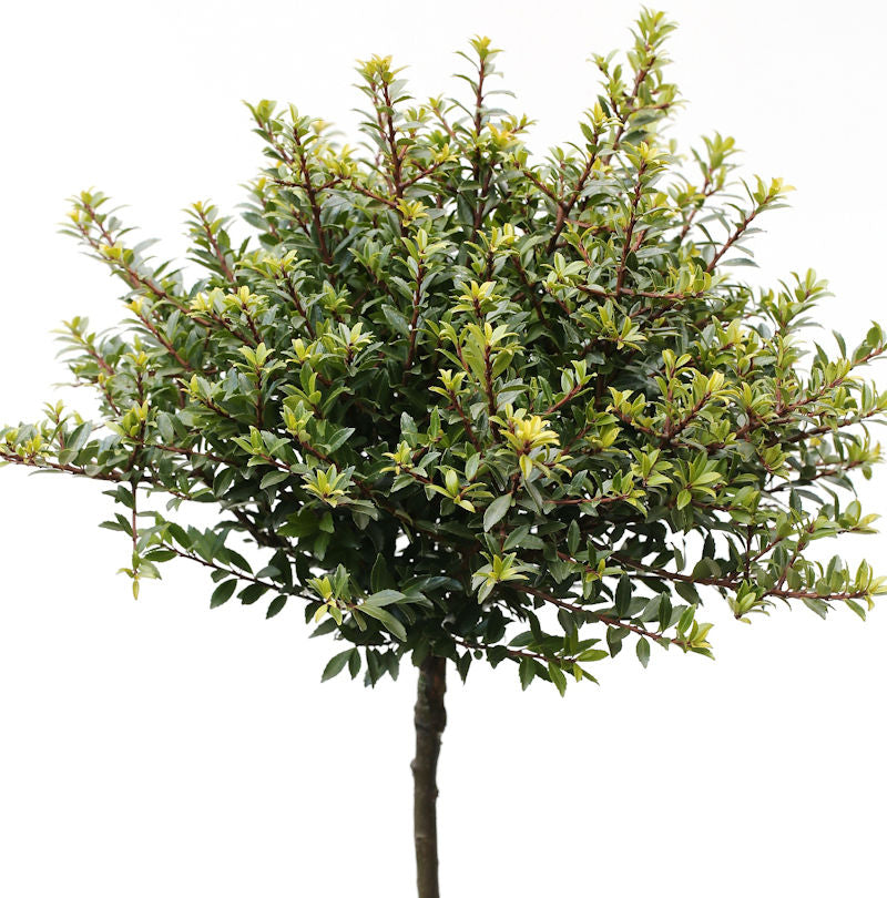  Hochstamm Löffel Ilex Glorie Dwarf 125-150cm - Ilex Crenata