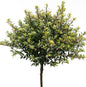  Hochstamm Löffel Ilex Glorie Dwarf 125-150cm - Ilex Crenata