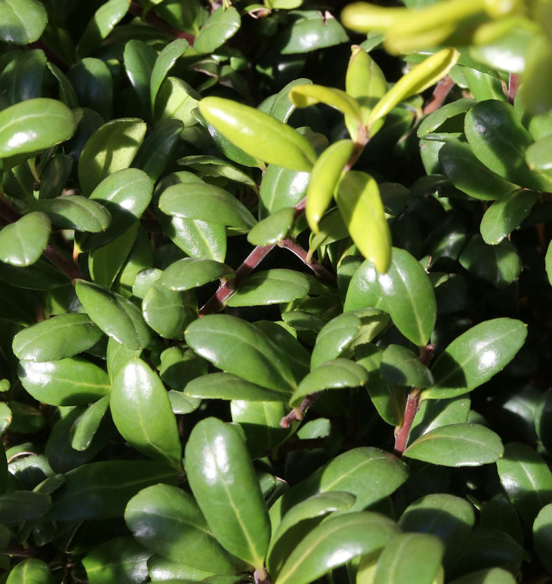  Kugelschnitt Glorie Dwarf® 30-40cm - Ilex Crenata