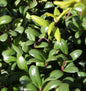  Kugelschnitt Glorie Dwarf® 30-40cm - Ilex Crenata