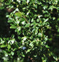  Japanische Stechpalme Ilex Glori Gem 30-40cm - Ilex Crenata