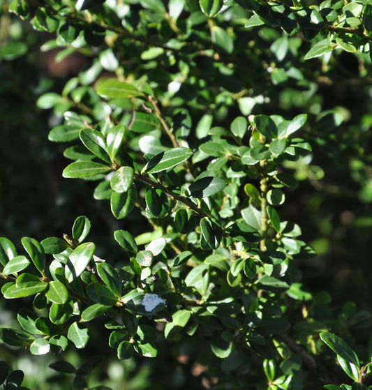  Japanische Stechpalme Ilex Glori Gem 15-20cm - Ilex Crenata