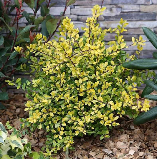  Gelber Bergilex Stechpalme 15-20cm - Ilex Crenata