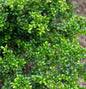  Japanische Stechpalme Ilex Green Hedge 80-100cm - Ilex Crenata