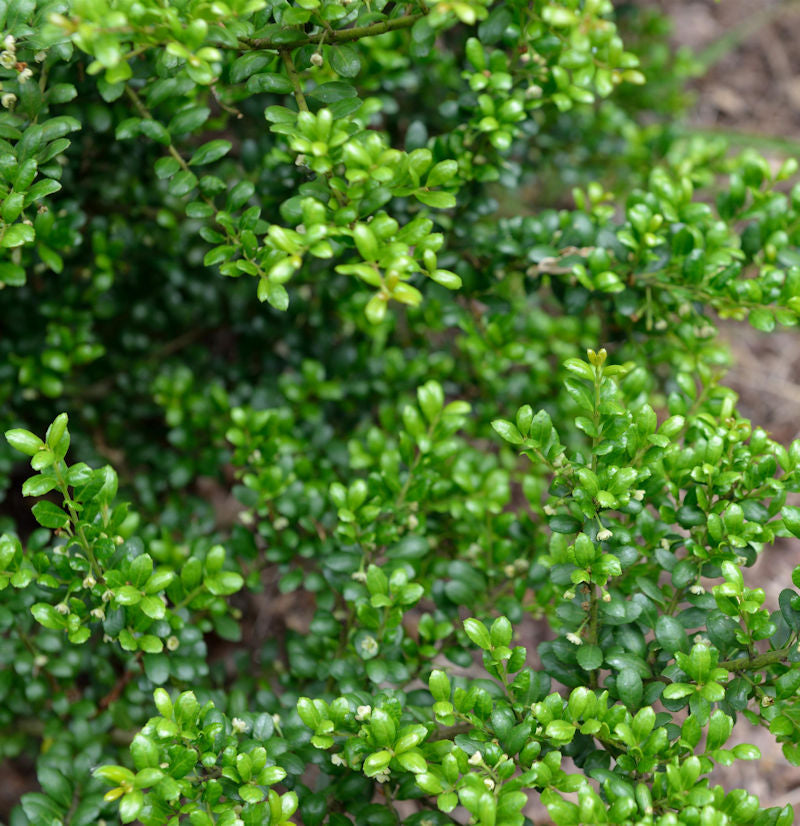  Japanische Stechpalme Ilex Green Hedge 20-25cm - Ilex Crenata