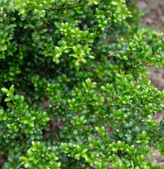 Japanische Stechpalme Ilex Green Hedge 20-25cm - Ilex Crenata