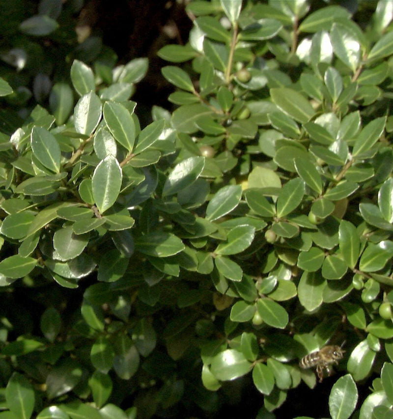  Stechpalme Robustico 60-80cm - Ilex Crenata