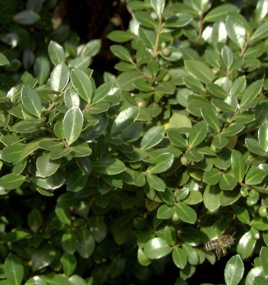  Stechpalme Robustico 60-80cm - Ilex Crenata
