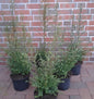  Schnell Wachsende Berg Ilex Samurai 15-20cm - Ilex Crenata