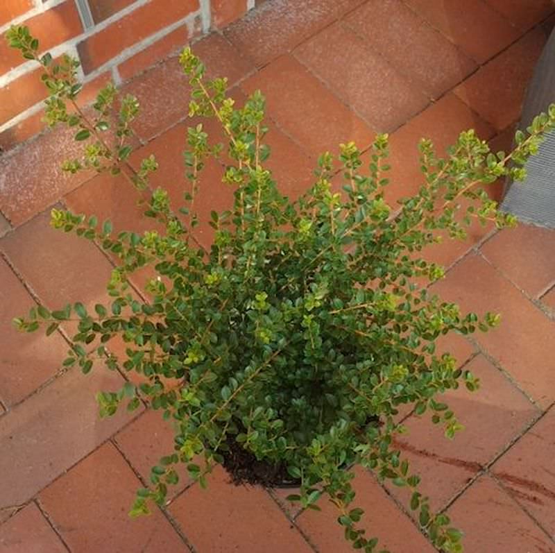  Breite Berg Ilex Shogun 25-30cm - Ilex Crenata