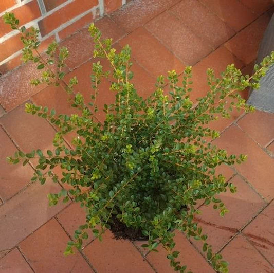  Breite Berg Ilex Shogun 25-30cm - Ilex Crenata