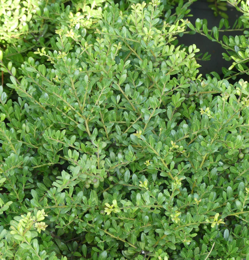  Japanische Stechpalme Tenno 20-25cm - Ilex Crenata