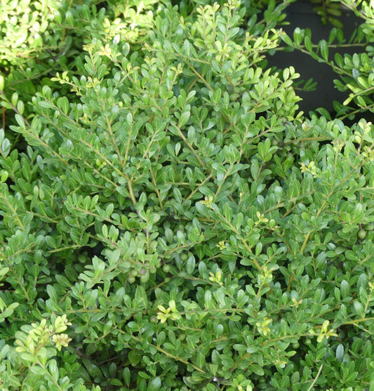  Japanische Stechpalme Tenno 20-25cm - Ilex Crenata
