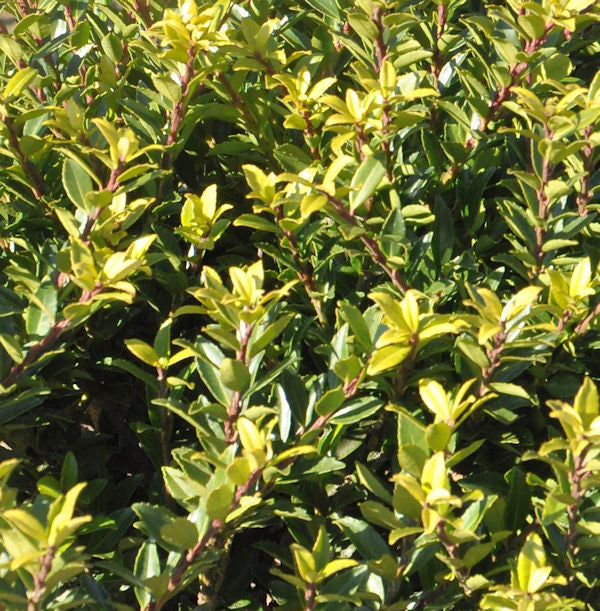  Hochstamm Japanische Stechpalme Ilex Twiggy 40-60cm - Ilex Crenata Twiggy