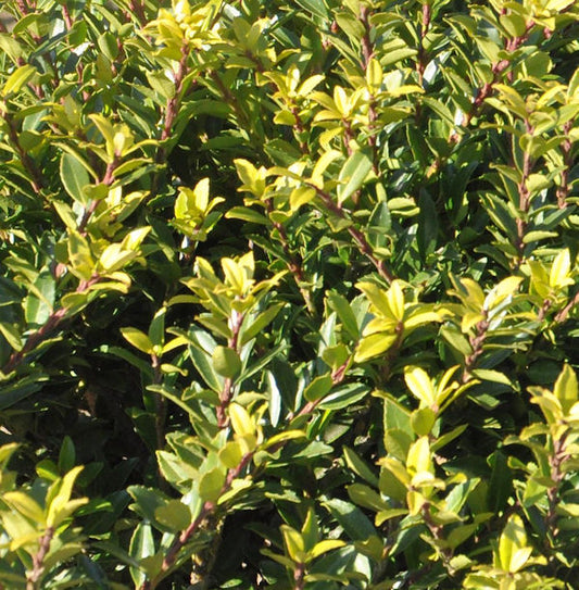  Hochstamm Japanische Stechpalme Ilex Twiggy 40-60cm - Ilex Crenata Twiggy