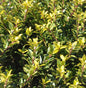  Hochstamm Japanische Stechpalme Ilex Twiggy 40-60cm - Ilex Crenata Twiggy