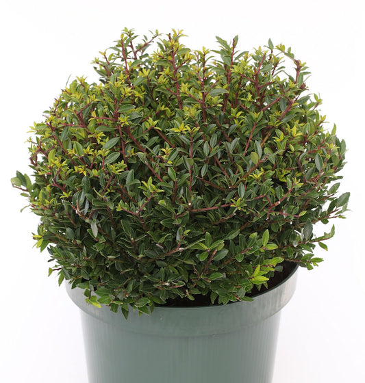  Kugelschnitt Japanische Stechpalme Ilex Twiggy 30-40cm - Ilex Crenata