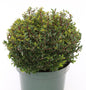  Kugelschnitt Japanische Stechpalme Ilex Twiggy 30-40cm - Ilex Crenata