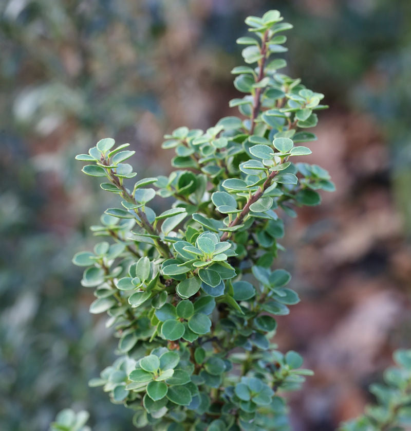  Bonsaiartige Zwergstechpalme Mariesii 30-40cm - Ilex Crenata