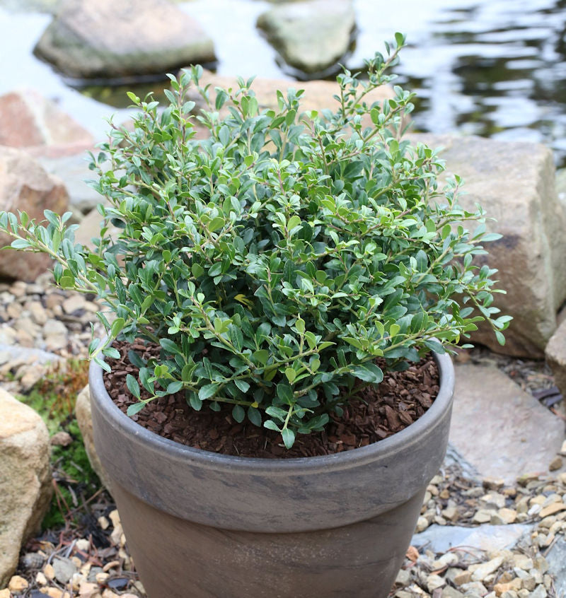  Niedriger Bergilex Stechpalme 40-50cm - Ilex Crenata
