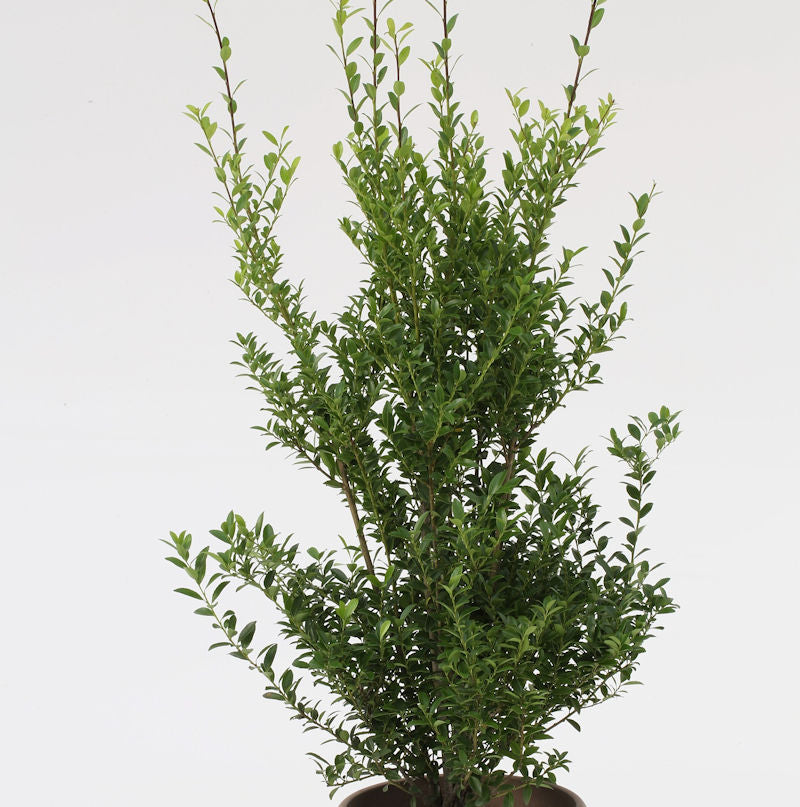  Glänzender Japanische Ilex Impala® 50-60cm - Ilex Maximowicziana