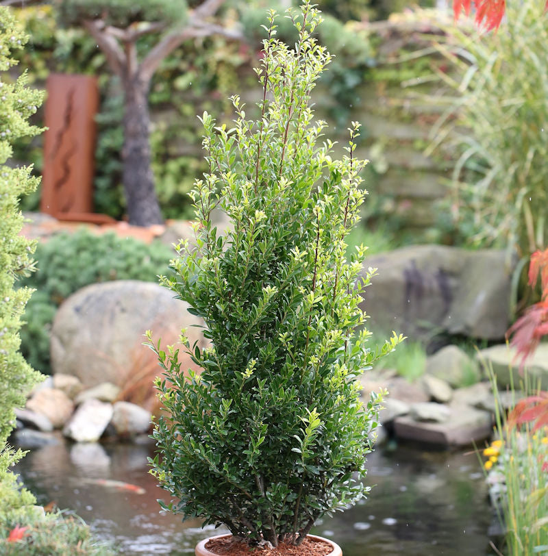  10x Chinesische Hecken Ilex 10-15cm - Ilex Maximowicziana Kanehirae