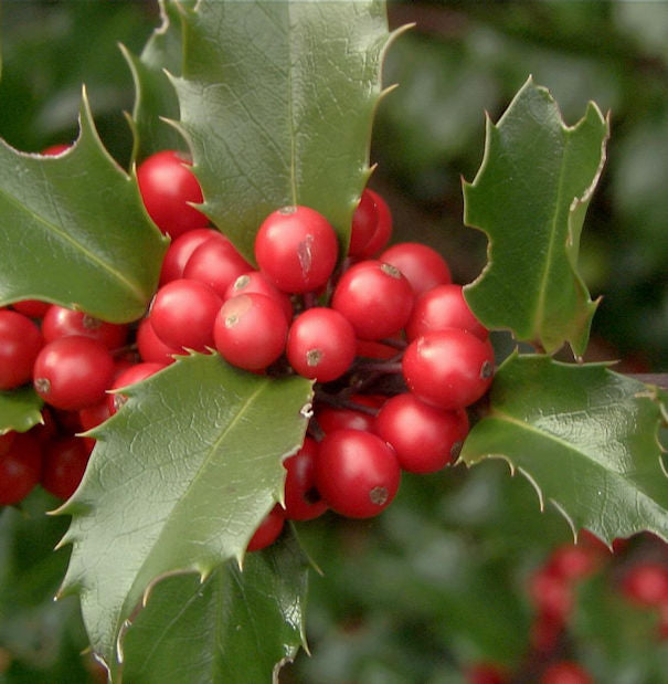  Fruchtende Stechpalme Ilex Blue Princess 80-100cm - Ilex Meserveae